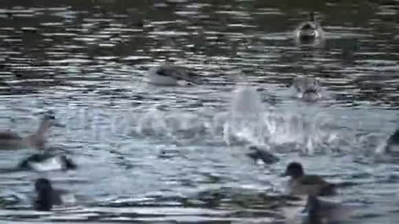 鸭子早上在池塘里吃早餐视频的预览图