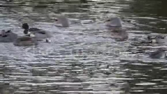 鸭子早上在池塘里吃早餐视频的预览图