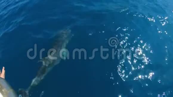 海豚在跳船前游泳慢动作视频的预览图
