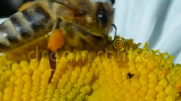 蜜蜂采蜜在洋甘菊花上传播花粉视频的预览图