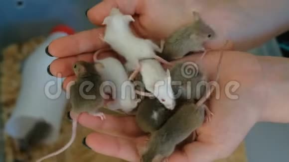 女人手里的小老鼠实验室里视频的预览图