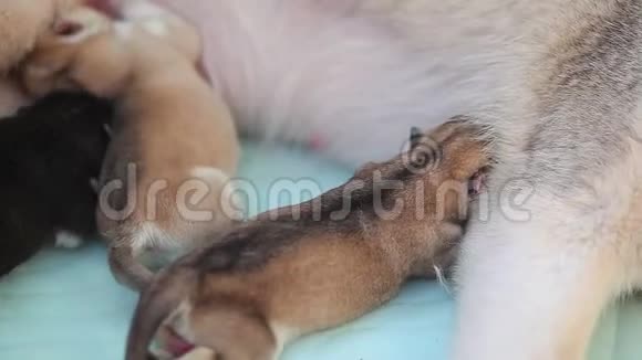 两只可爱的西伯利亚哈士奇小狗在睡觉视频的预览图
