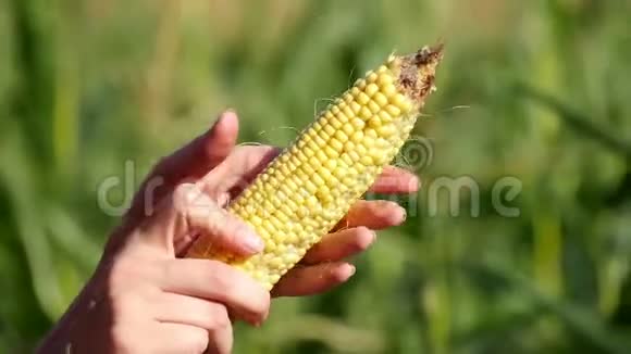一大耳朵的玉米腐烂在农民手中农民检查作物的质量和准备情况概念视频的预览图