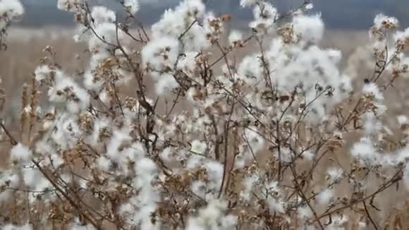草原地区美丽的灌木深秋有白色蓬松的花视频的预览图