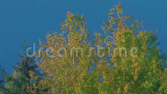 秋季晴天落叶和针叶林中的桦树树梢视频的预览图