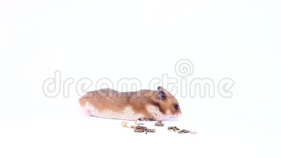白色背景的小矮人小仓鼠吃的白色背景的小仓鼠吃的视频的预览图