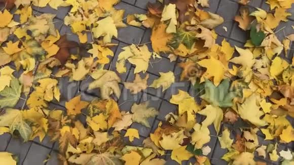 秋天的颜色城市公园里的黄叶从上面看视频的预览图