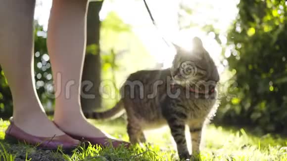 家猫在户外视频的预览图