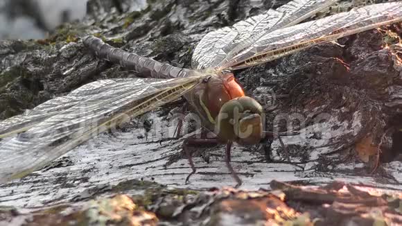 一只蜻蜓坐在桦树上的翅膀上的黎明太阳的光辉视频的预览图