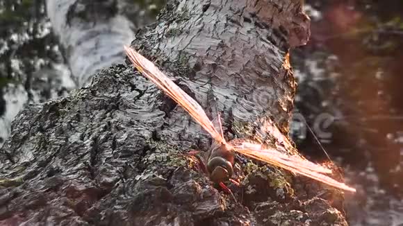 一只蜻蜓坐在桦树上的翅膀上的黎明太阳的光辉视频的预览图