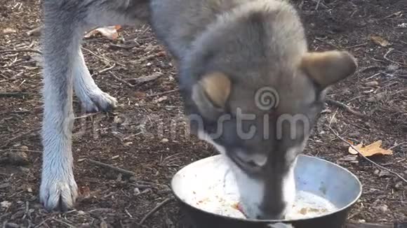狗舔一个空碗西西伯利亚莱卡视频的预览图
