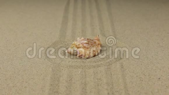 变焦贝壳躺在一个由沙子制成的圆圈的中心视频的预览图