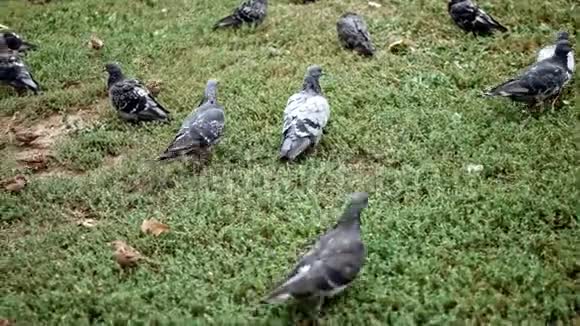 草地上的鸽子和麻雀群视频的预览图