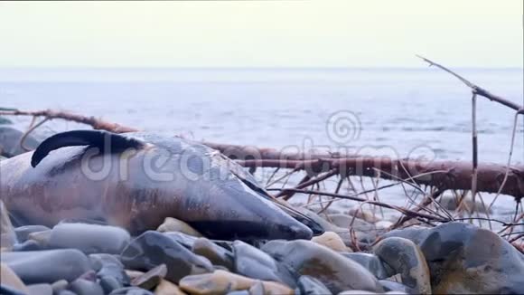 海滩上的岩石上海豚张开了死去的大嘴露出了头视频的预览图