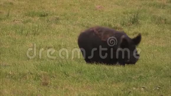 一头黑猪在田野上奔跑视频的预览图