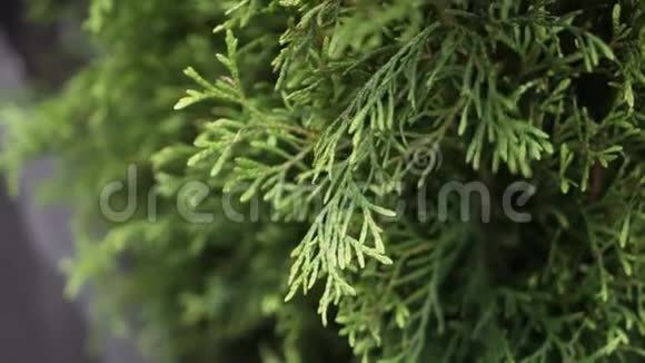 美丽的绿色针叶植物用黑色木架盆栽视频的预览图