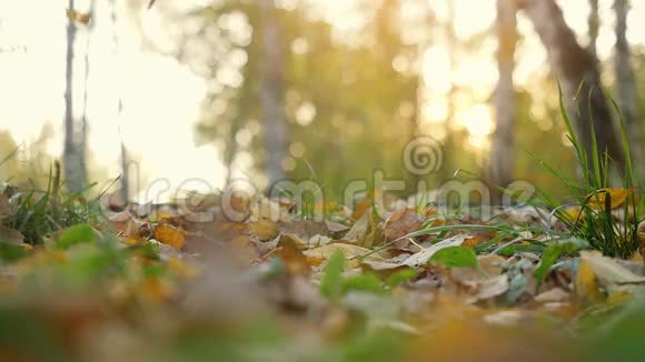 年轻人正在森林里的秋天落叶上缓慢地奔跑迎着灿烂的阳光1920x1080视频的预览图