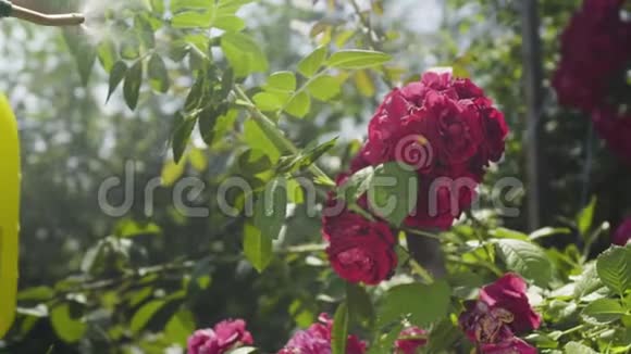 园丁用水在花园里刷新粉红色的玫瑰视频的预览图