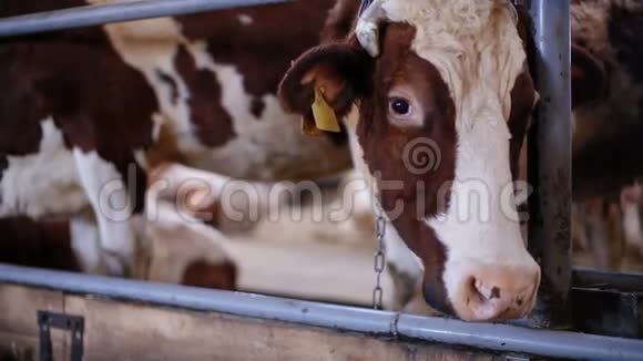 牛棚里不开心的牛视频的预览图