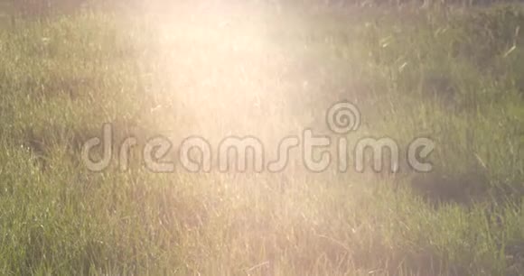 阳光正落在田野中央的男孩的头上长满了绿草视频的预览图