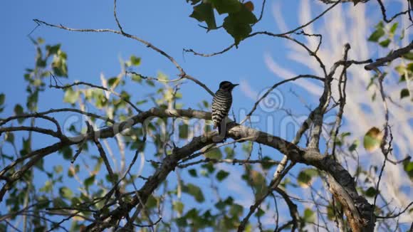 树上的大弯啄木鸟视频的预览图