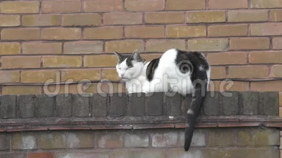猫躺在砖围栏上视频的预览图