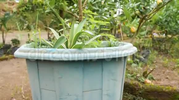 有机种植园花园盆栽中的小树上生长着成熟的大柠檬果4K印度尼西亚巴厘视频的预览图