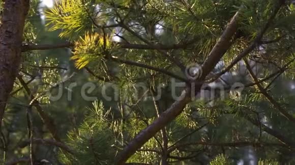 春天森林日落时的松树视频的预览图