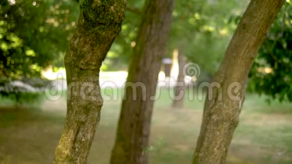 树干上的绿色苔藓集中模糊的夏季公园背景是步行者视频的预览图