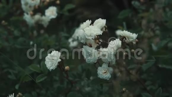 花园里灌木丛中的嫩白花朵动作特写视频的预览图
