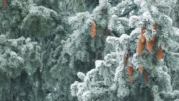 冬天的自然雪在风中摇曳的松枝视频的预览图