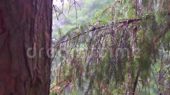 黑暗森林里的雨恶劣的天气视频的预览图