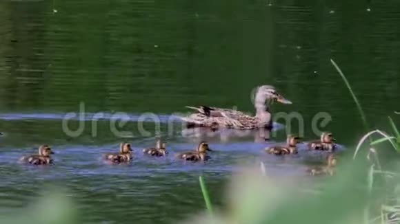 鸭子妈妈带着一群小鸭子在水里游来游去视频的预览图