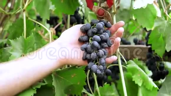 在葡萄园里收割成熟的葡萄视频的预览图