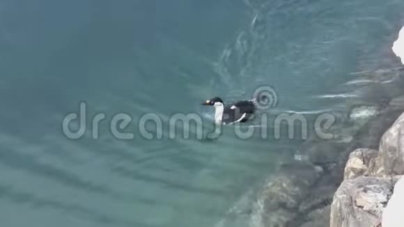 蓝眼鸬鹚在绿松石碧水中沿南极植物航行视频的预览图