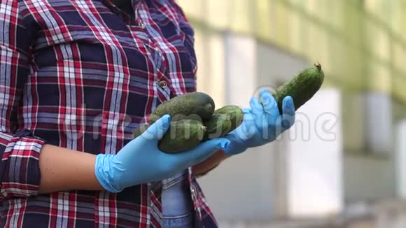 一位戴着蓝色手套的女园丁正在温室里抱着新鲜的黄瓜视频的预览图