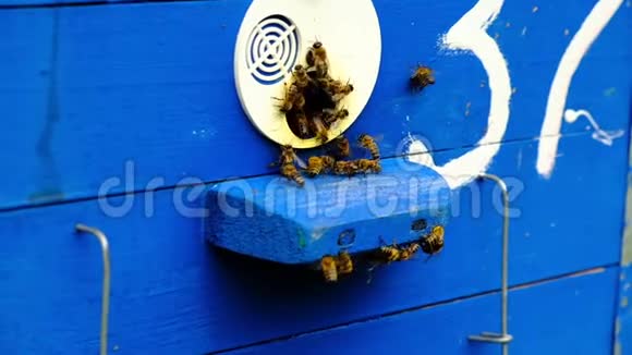 慢动作视频蜜蜂绕着蜂巢转圈把新鲜的花蜜和花粉放进蜂巢里视频的预览图