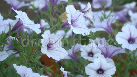 白色和紫色条纹矮牵牛花在风中园花美丽特写变焦视频的预览图