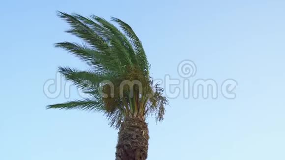 晴天的棕榈树视频的预览图