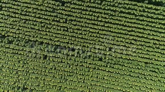 秋日农业耕地上成熟的向日葵准备收割的大片土地视频的预览图