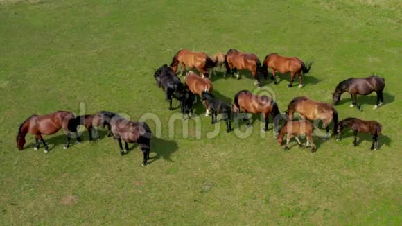 马在牧场上放牧鸟瞰绿色景观和一群棕马视频的预览图