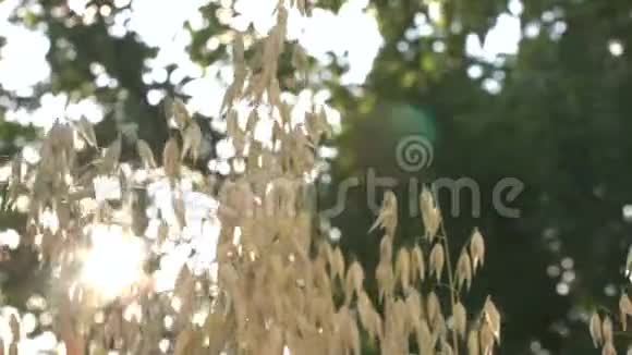 在阳光下生长燕麦视频的预览图