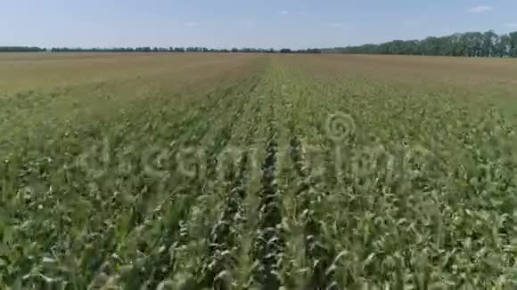 农业景观飞过一排又一排金色绿色的玉米地准备在秋天收获视频的预览图