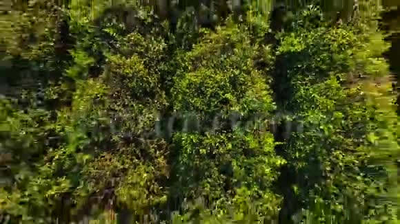 人工林上连排茶树的空中景观出口商品生产视频的预览图