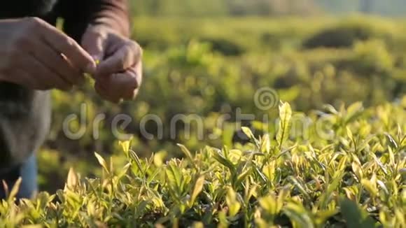一位年长的妇女熟练地从茶树上摘下上面的叶子这是一份低收入的工作视频的预览图