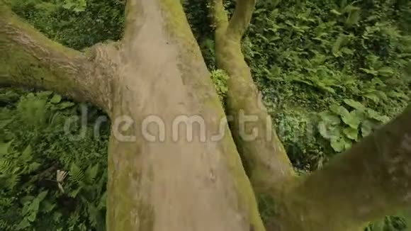 巨大的树躺在地上挡住了通道飓风灾难的后果视频的预览图