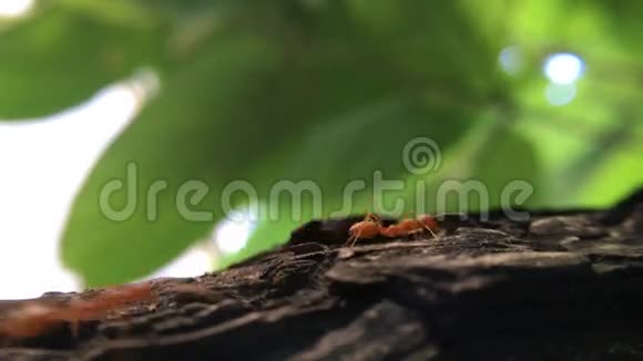 红蚂蚁走路视频的预览图