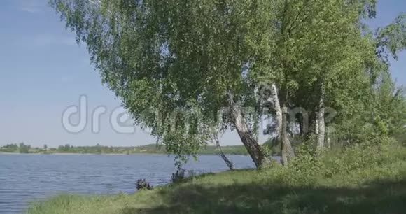 4K接近湖泊时桦树在岸边缓慢移动视频的预览图