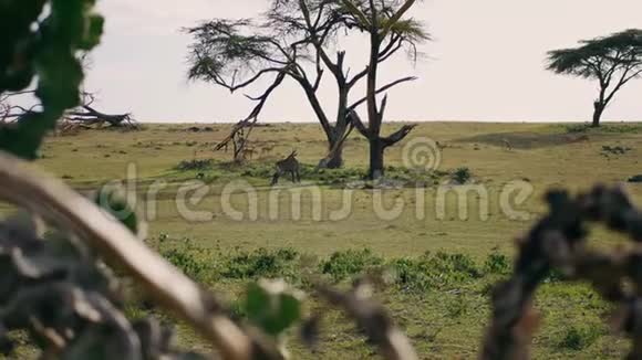 非洲草原上的绿草甸上的安泰洛佩斯科布斯和斯普林博克视频的预览图