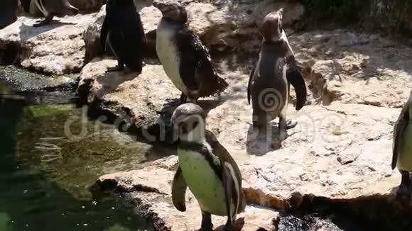 洪堡企鹅在水边的岩石上视频的预览图